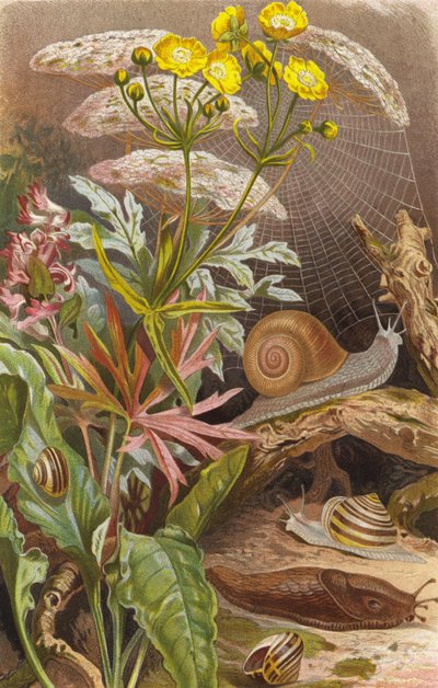 Land Snails by European School